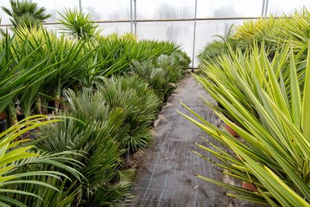 Soft focus green palm flower in pot, garden flower shop.の写真素材