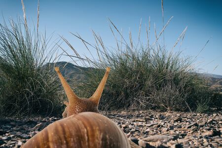 Soft focus of snail seen from behind on the road in nature with blue sky.の写真素材