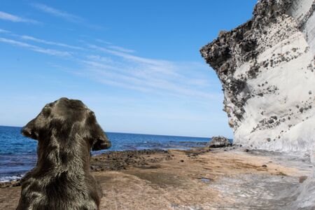 Soft focus close-up of a Labrador head on the beach.の写真素材
