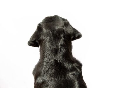 Soft focus close-up of a Labrador seen from behind on white background.