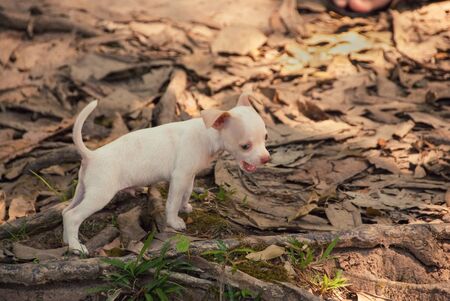 Cute white puppy playing in nature.の写真素材