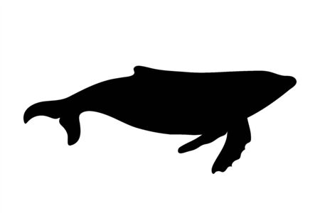 Vector silhouette of whale on white background. Symbol of ocean animal.のイラスト素材