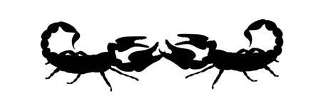 Vector silhouette of couple of scorpion on white background. Symbol of animals.のイラスト素材