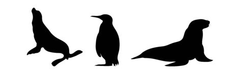 Vector silhouette of set of sea lions and penguin on white background. Symbol of Arctic animals.のイラスト素材