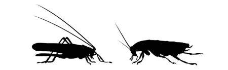 Couple of vector silhouette of beetle on white background. Symbol of nature and insect.のイラスト素材
