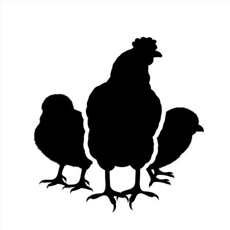 Vector silhouette of hen with chickens on white background. Symbol of farm animal and poultry.のイラスト素材