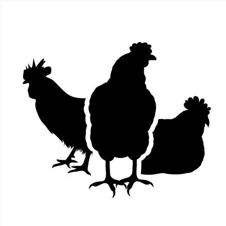 Vector silhouette of set of hens on white background. Symbol of farm animal and poultry.のイラスト素材
