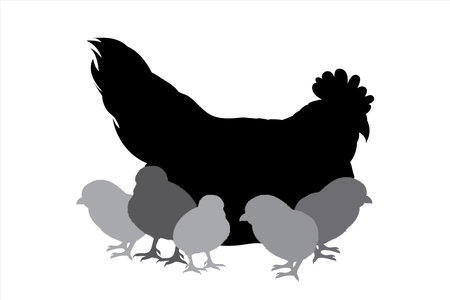 Vector silhouette of hen with chickens on white background. Symbol of farm animal and poultry.のイラスト素材