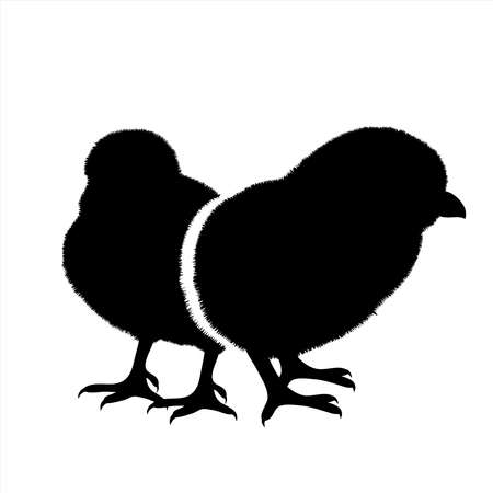 Vector silhouette of couple of chickens on white background. Symbol of farm animal and poultry.のイラスト素材