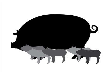 Vector silhouette of pig with babies on white background. Symbol of farm animals.のイラスト素材