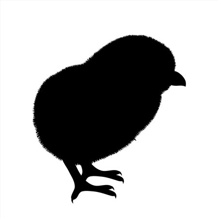 Vector silhouette of chicken on white background. Symbol of farm animal and poultry.のイラスト素材