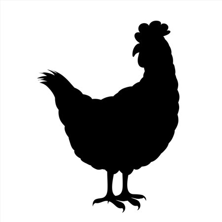 Vector silhouette of hen on white background. Symbol of farm animal and poultry.のイラスト素材