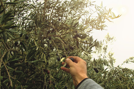 Point of view of hand that collects olives from olive tree.の写真素材