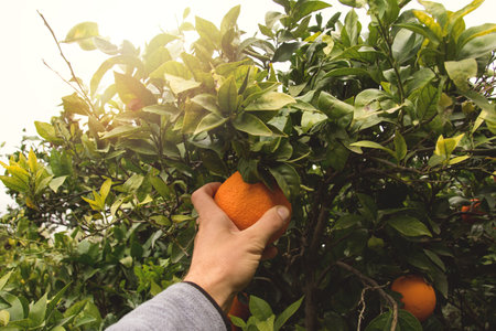 Point of view of hand that collects oranges in an orchard with sunlight.の写真素材
