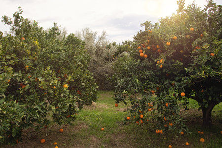 Ripe oranges in the orchard before harvest with sunlight.の写真素材