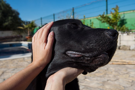 Point of view, Labrador dog play with woman.の写真素材