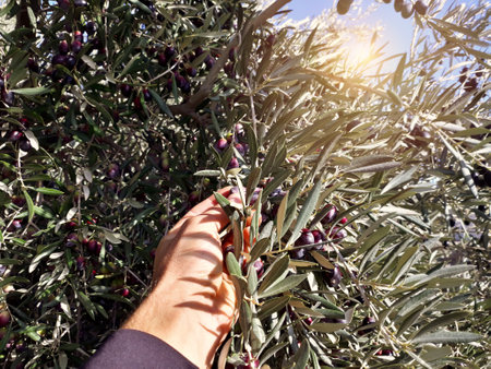 Point of view of hand that collects olives from olive tree.の写真素材
