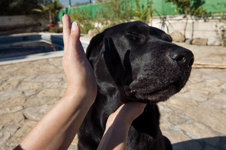 Point of view, woman punishes the Labrador dog.の写真素材