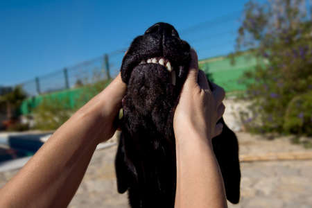 Point of view, Labrador dog play with woman.の写真素材