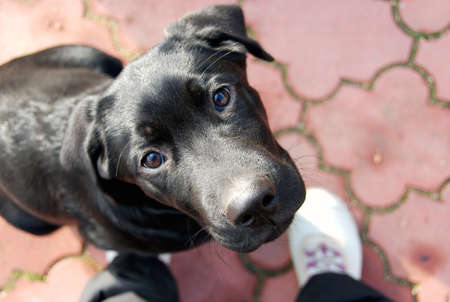Labrador puppy sitting and looking up.の写真素材