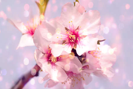 Abstract blurred and bokeh background almond tree blossom in springtime.の写真素材