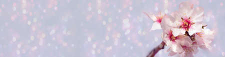 Abstract blurred and bokeh background almond tree blossom in springtime.の写真素材
