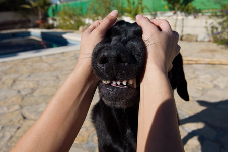 Point of view, angry dog attack on men.の写真素材