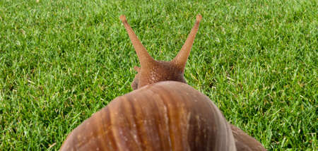 Soft focus of snail viewed from behind on fresh green grass.の写真素材