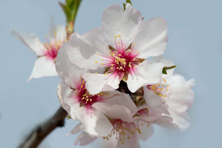 Abstract blurred background almond tree blossom in springtime.の写真素材
