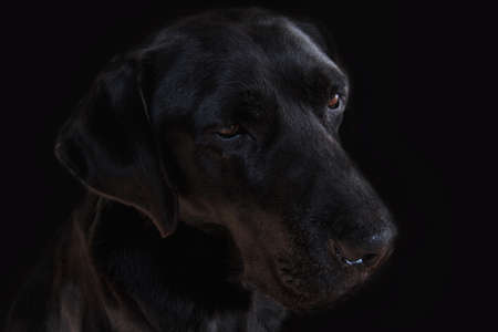 Labrador dog head on black backgroundの写真素材