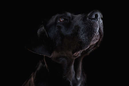 Labrador dog head on black backgroundの写真素材
