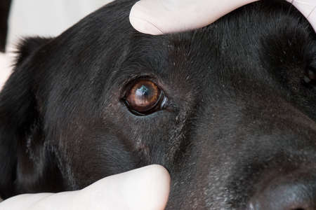 Veterinarian check the dog's eyes.の写真素材