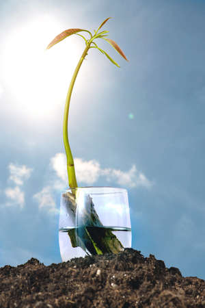 Growing mango plant with sunny sky.の写真素材
