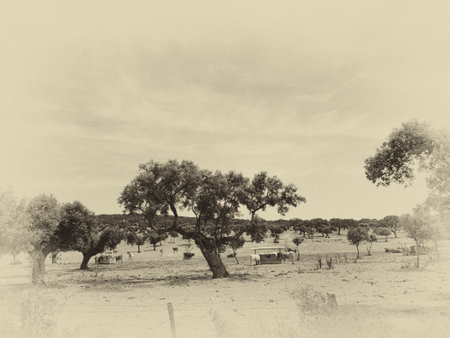 Historical yellowed and faded photograph of farmland with cows and trees.の写真素材