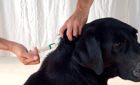 veterinarian giving a vaccine (injection) to a sad labrador retriever dog.の写真素材
