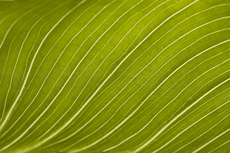  green leaf macro