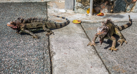 chameleonsの写真素材