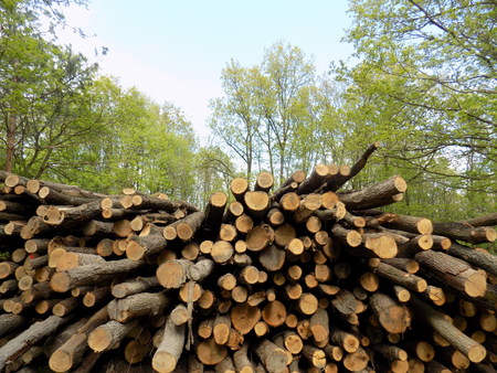Woodpile