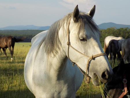 Horseの写真素材