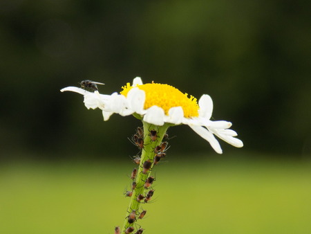 Beetles on daisy stemの写真素材