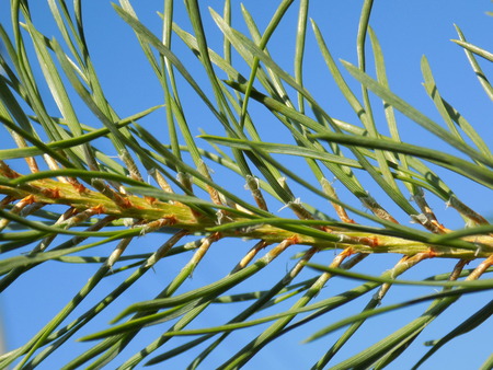 needles
