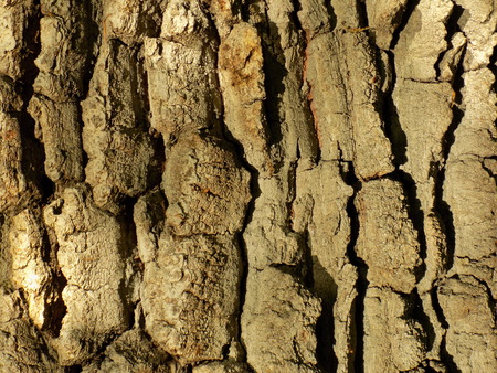 Tree bark texture