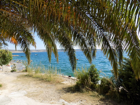 Palm and seaの写真素材