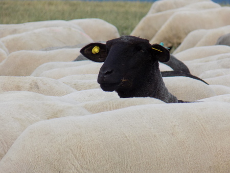 black sheepの写真素材