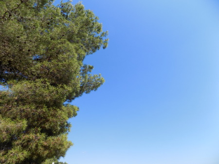 Pine tree and blue skyの写真素材