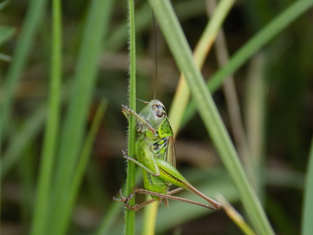 Grasshopper on grass bladeの写真素材