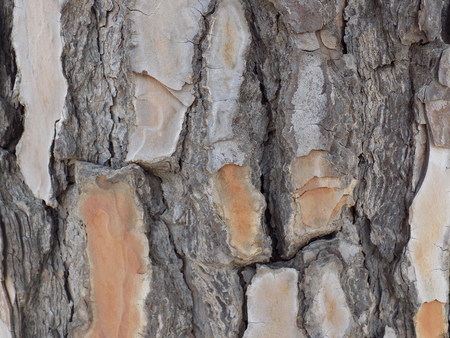 Tree bark texture