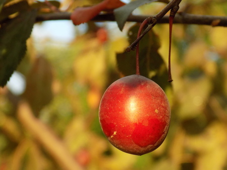 Red greengageの写真素材