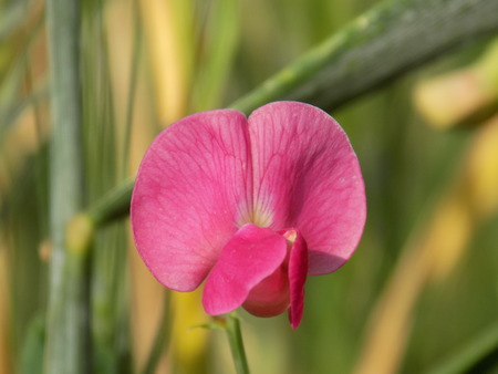pink flower