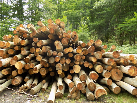 Woodpile in forest